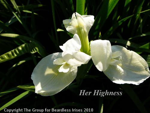 Her Highness 